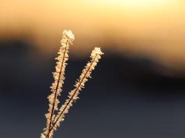 Jäätyneet heinänkorret auringonlaskussa.