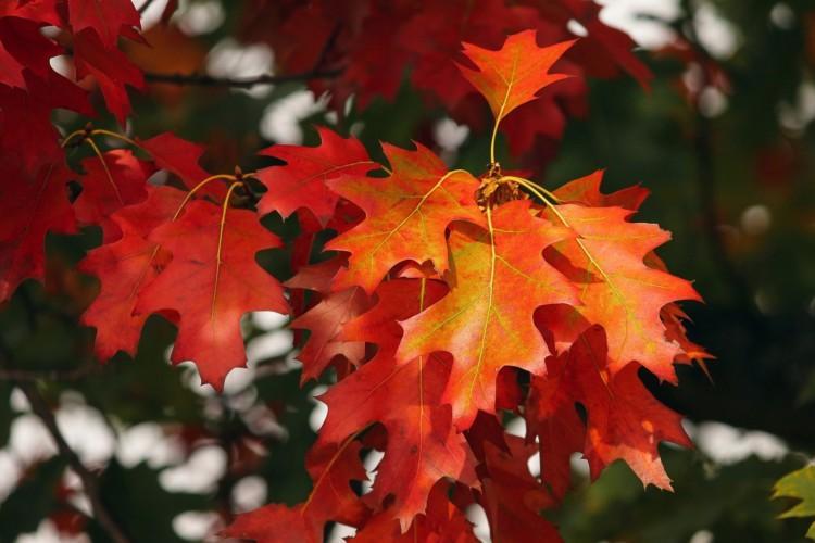 Tammen lehtiä syksyllä. Punaisia lehtiä puussa.