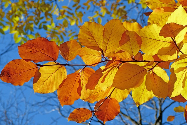 Elämänkokemus ja elämäntaidot - keltaisia lehtiä puussa